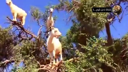 النسور الجائعة لا تعرف الرحمة  عالم الحيوانات المفترسة