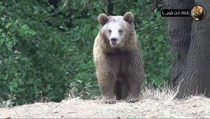 حيوان البيسون الأمريكي ينقذ صغيره من أنياب الذئاب المفترسة  مشهد لا يصدق