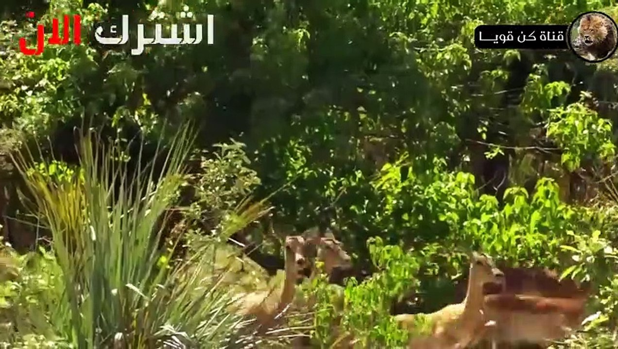 حيوان الليبورد الجائع يصطاد قرد البابون بشكل لا يصدق  عالم الحيوانات المفترسة