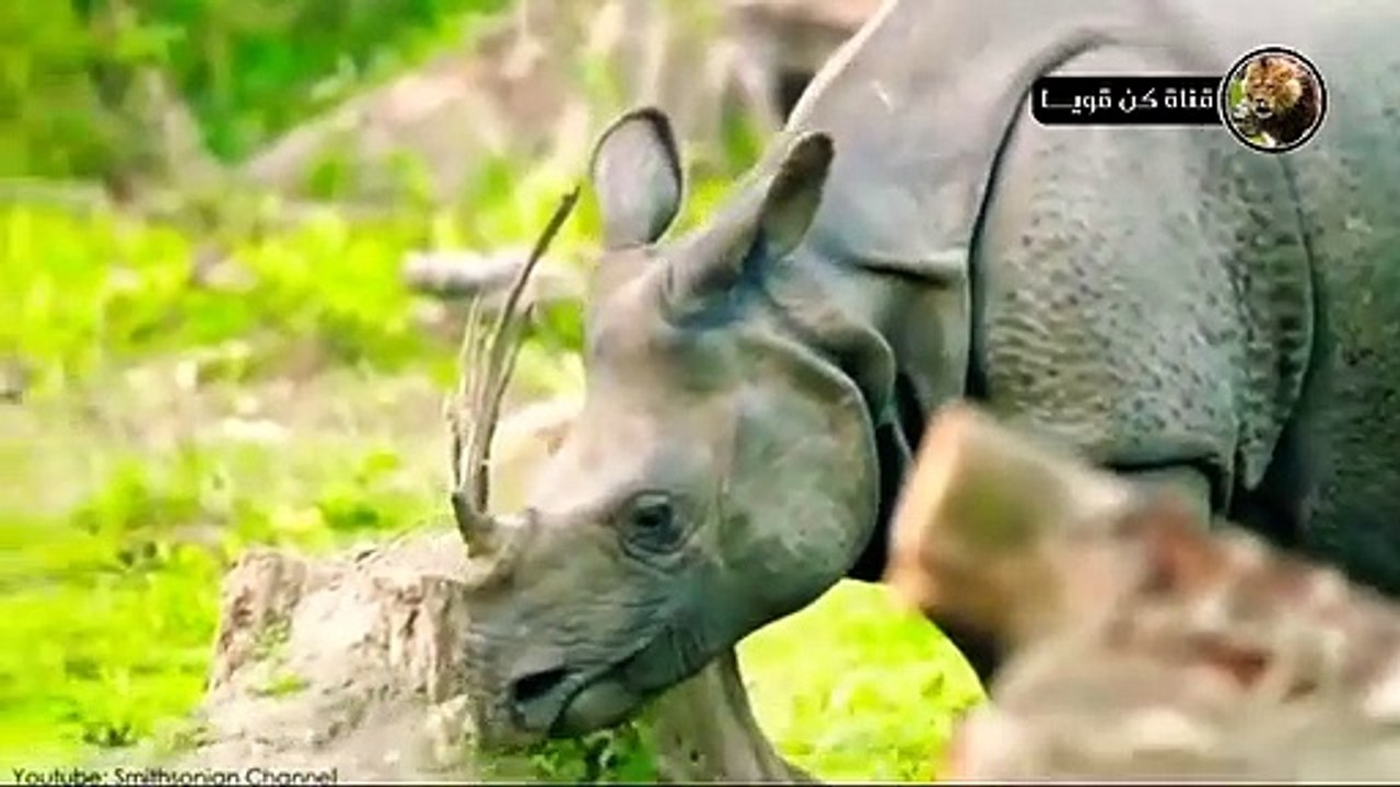 حيوانات ظريفه ولكنها متوحشه !! إهرب بشده  فور رؤيتها؟!!