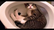 Funniest Cats and Dogs Videos  - Funny Animal Videos #130--- أطرف مقاطع فيديو القطط والكلاب