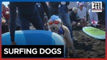 Surf's up for canines at World Dog Surfing Championships