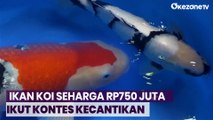 Intip Keunikan Kontes Ikan Koi Seharga Rp750 Juta di Ponorogo, Jatim