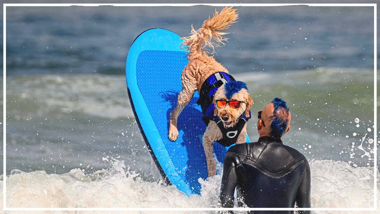 Spaß im Nass bei der Hunde-Surf-WM