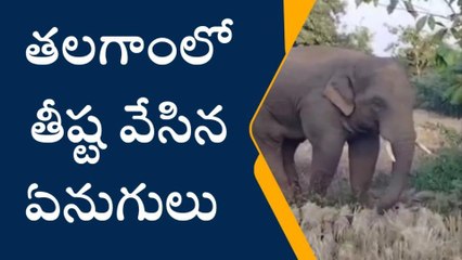 విజయనగరం జిల్లా: ఏనుగులు గుంపు సంచారం.. బిక్కుబిక్కుమంటున్న..