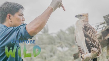 Releasing the North Philippine Hawk Eagle in the wild | Born to be Wild