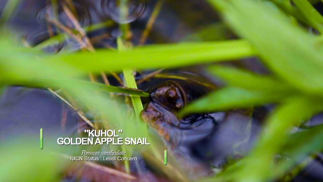 Soft-shell turtle vs. golden snail | Born to be Wild
