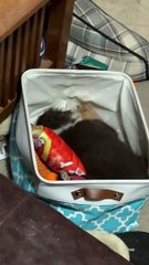 Puppy Life Is Exhausting