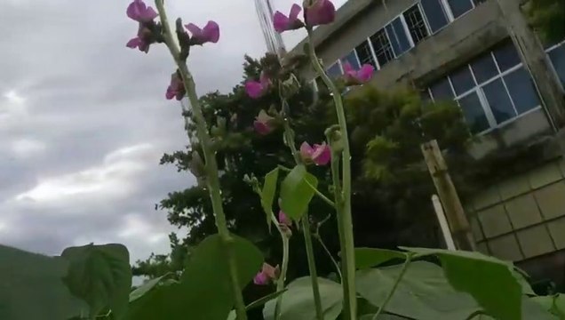 বাংলা চটি গল্প | Vlog | Different types of flowers or vegetables in our garden