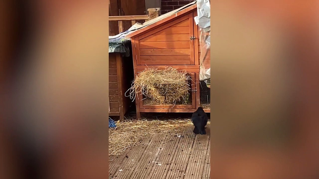 Meet the crow which thinks he's a rabbit after being fostered by five bunnies