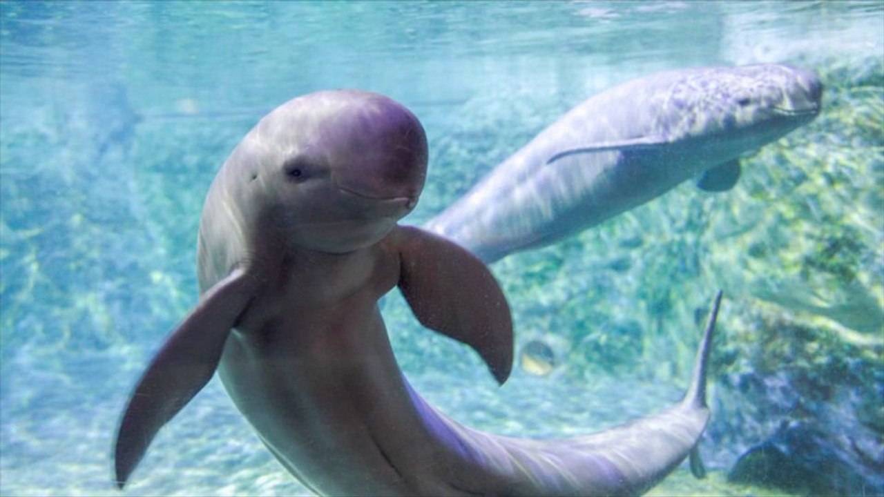 Kalifornischer Schweinswal vom Aussterben bedroht