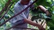 Cacao Pruning and Application of Organic Fertilizer is a Symbol of Love from the farmers