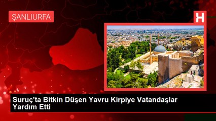Suruç'ta Bitkin Düşen Yavru Kirpiye Vatandaşlar Yardım Etti