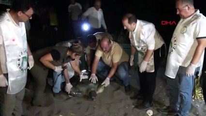 Tortues de mer en voie de disparition traitées