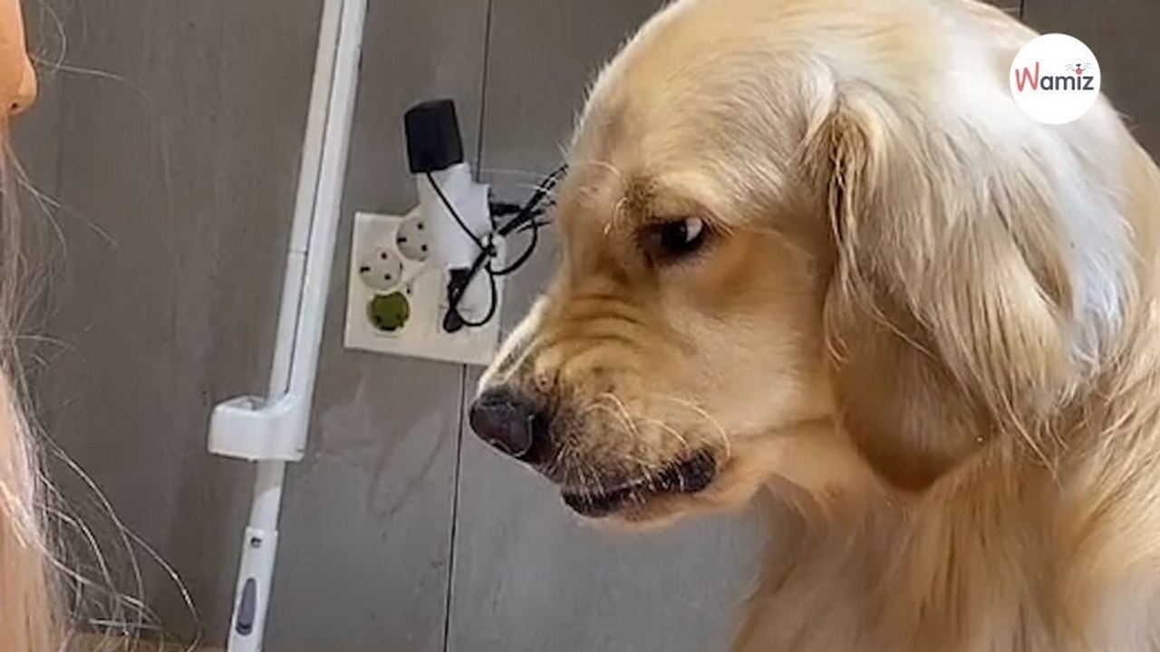 Golden Retriever flippt aus, als er merkt, was sie mit der Schere vorhat (Video)