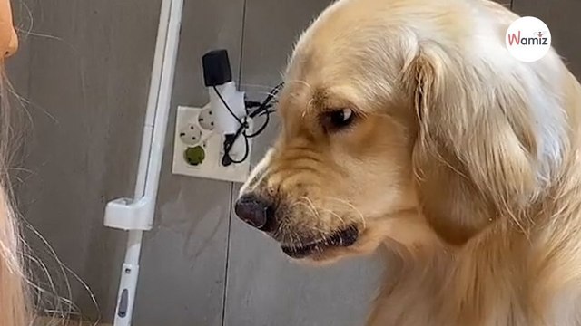 Golden Retriever flippt aus, als er merkt, was sie mit der Schere vorhat (Video)