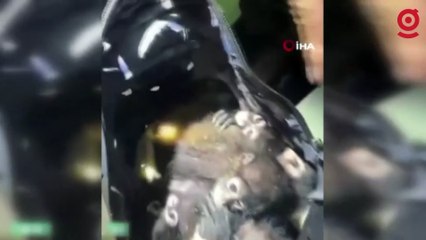 Meksika’dan ABD’ye 7 maymun kaçıran şahıs yakalandı