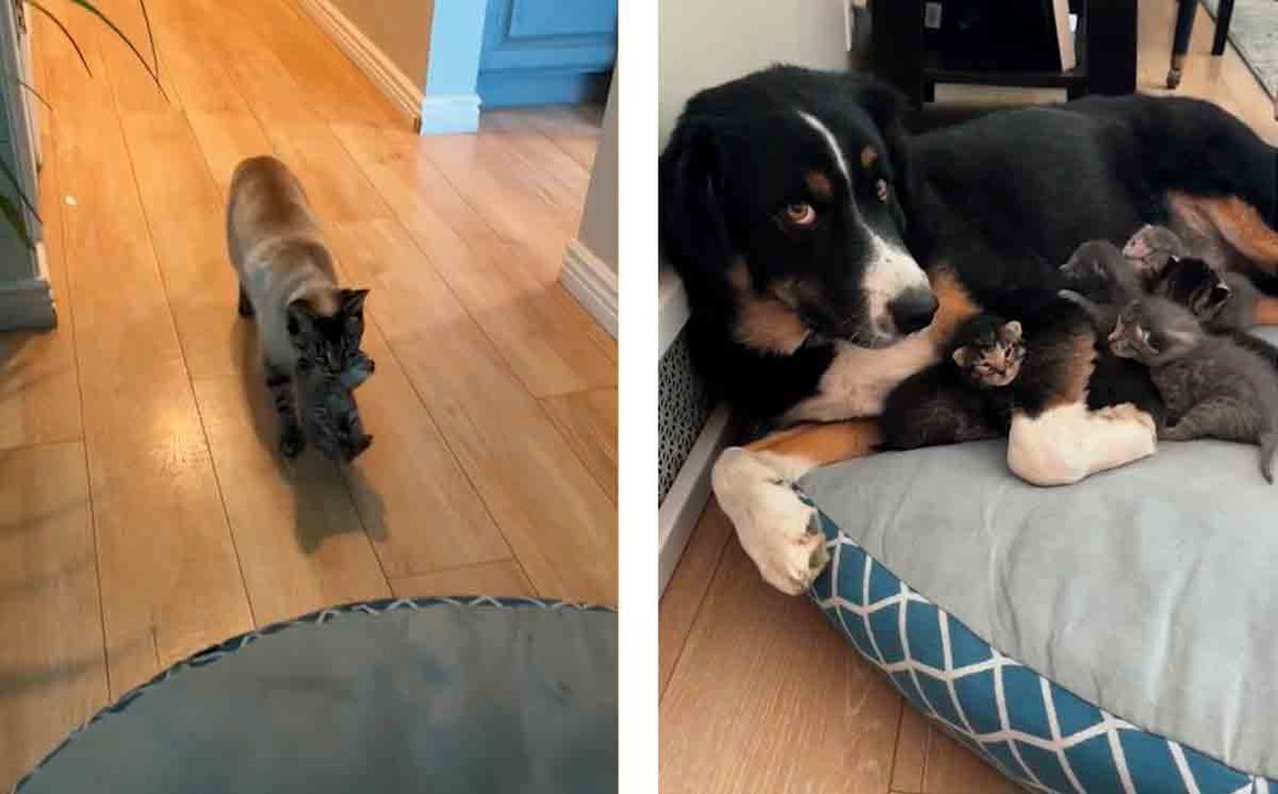 Vidéo adorable : une chatte 'embauche' un chien comme baby-sitter pour sa portée
