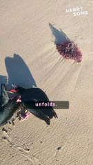 Rescue Hero: Kind Man Frees Stuck Oyster Catchers || Heartsome 