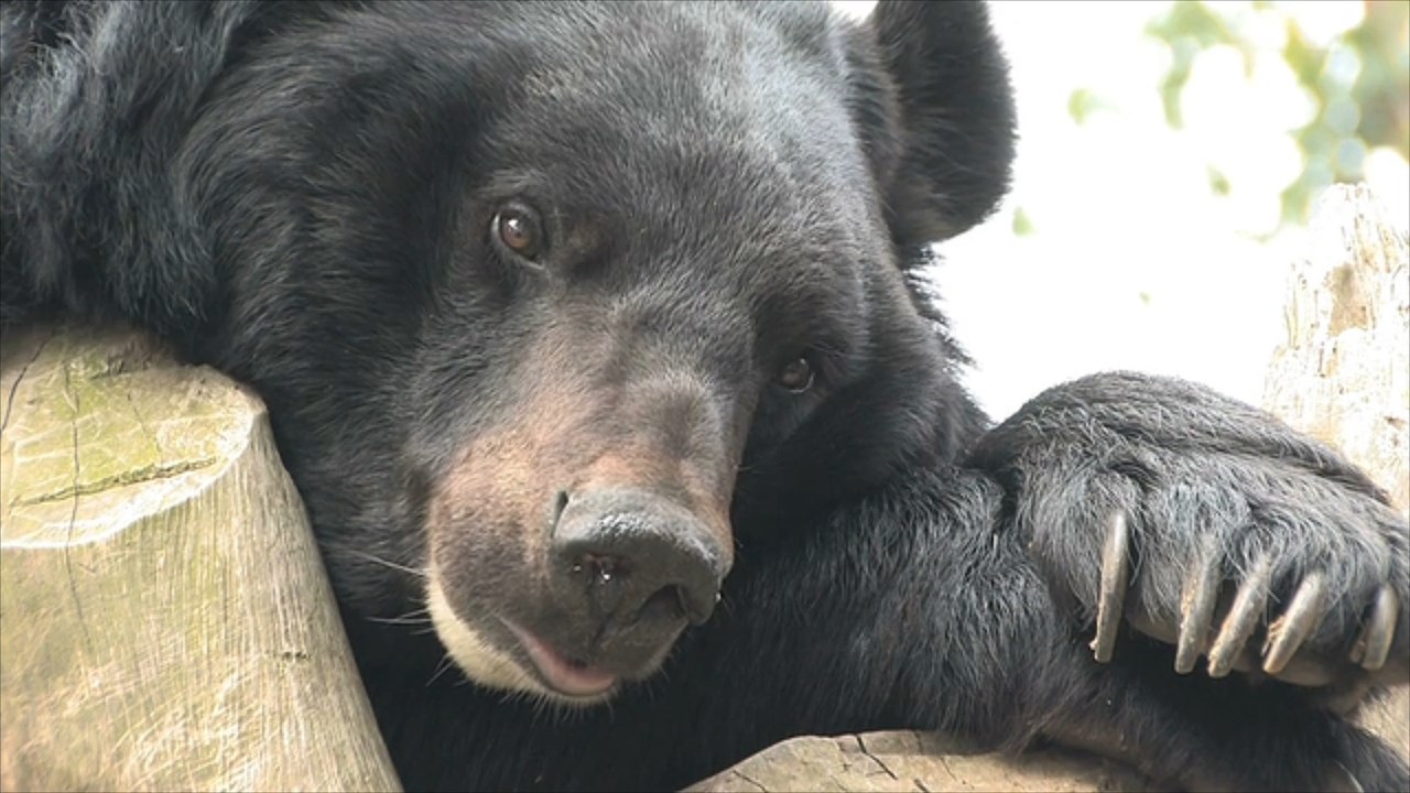 Dubai: Bär bricht in Flugzeug aus