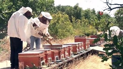 Bingöl Balı Hasat Dönemi Başladı