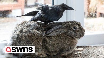 Crow believes he's a rabbit after being fostered by five bunnies