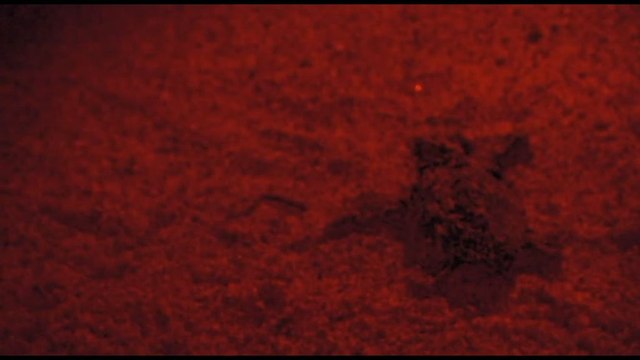 All'Isola d'Elba sono nate 54 tartarughe marine caretta caretta