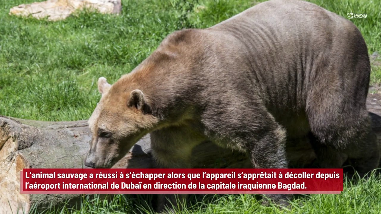 Un vol retardé car un ours s’est échappé de la soute !