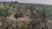 सात समुंदर पार बढ़ी यहां के खजूर की डिमांड, 15 हजार से ज्यादा पौधे दे रहे रिकॉर्ड तोड़ पैदावार