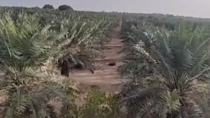 सात समुंदर पार बढ़ी यहां के खजूर की डिमांड, 15 हजार से ज्यादा पौधे दे रहे रिकॉर्ड तोड़ पैदावार