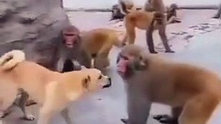 Find 'funny video monkey and dog'