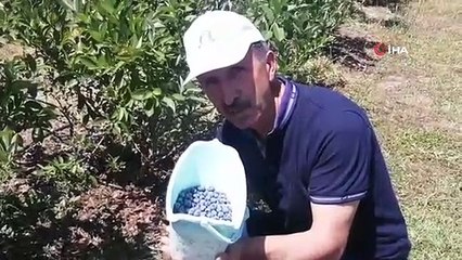 Romanyalı kızlar Türkiye'de yaban mersini hasadı yaptı