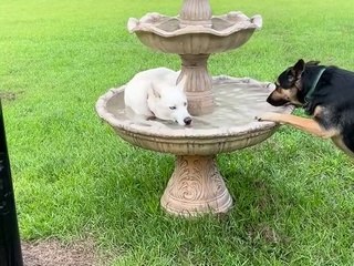 Husky Plays In The Fountain