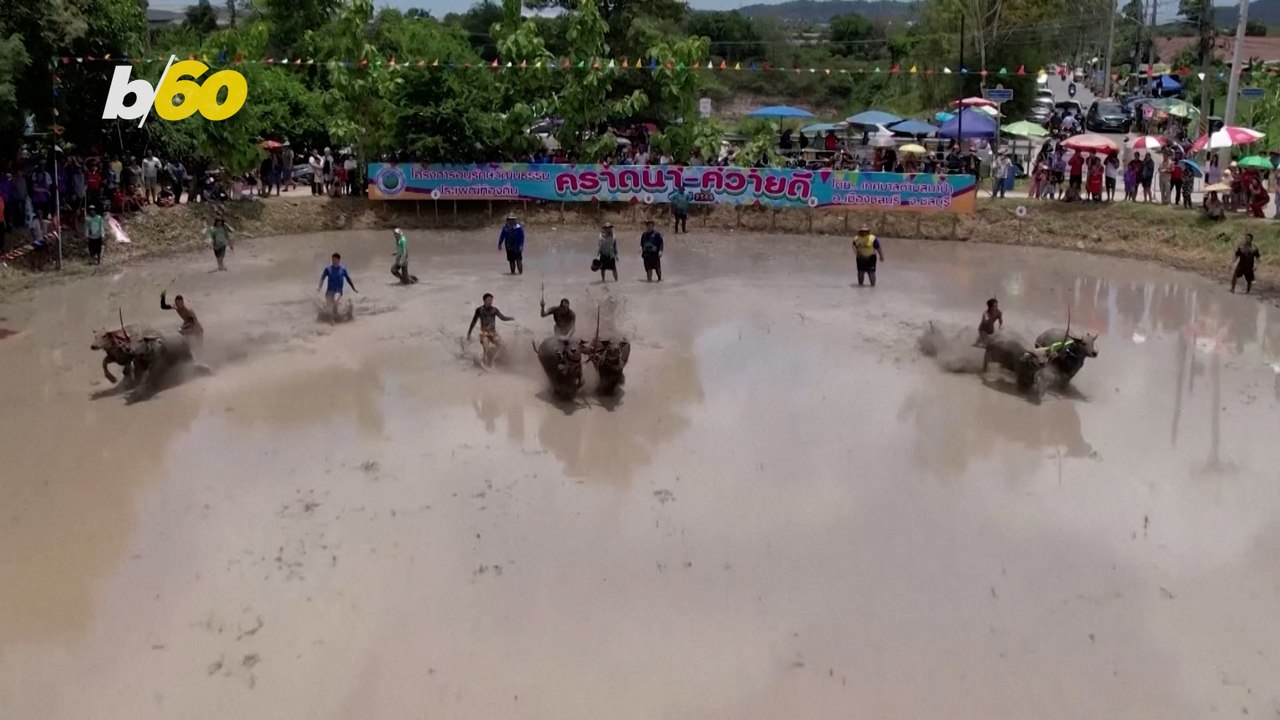 Rice Farmers Race Buffalo to Bring in Cultivation Season