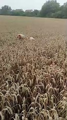Dog Prances Through The Fields