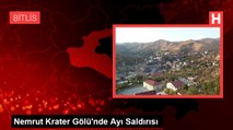 Nemrut Krater Gölü'nde Ayı Saldırısı