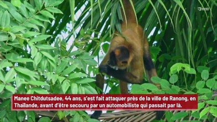 Un homme violemment molesté par un groupe de singes alors qu’il urinait sur le côté de la route !