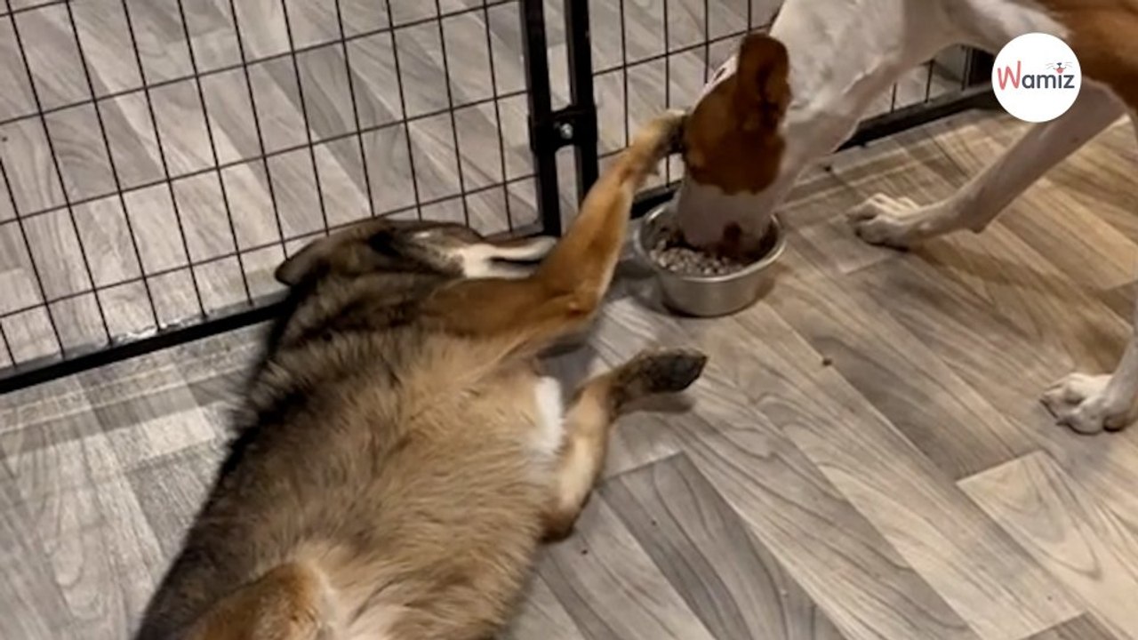 Hündin zieht Kojotenbaby auf: Ihr Wiedersehen nach Jahren sorgt für Gänsehaut (Video)