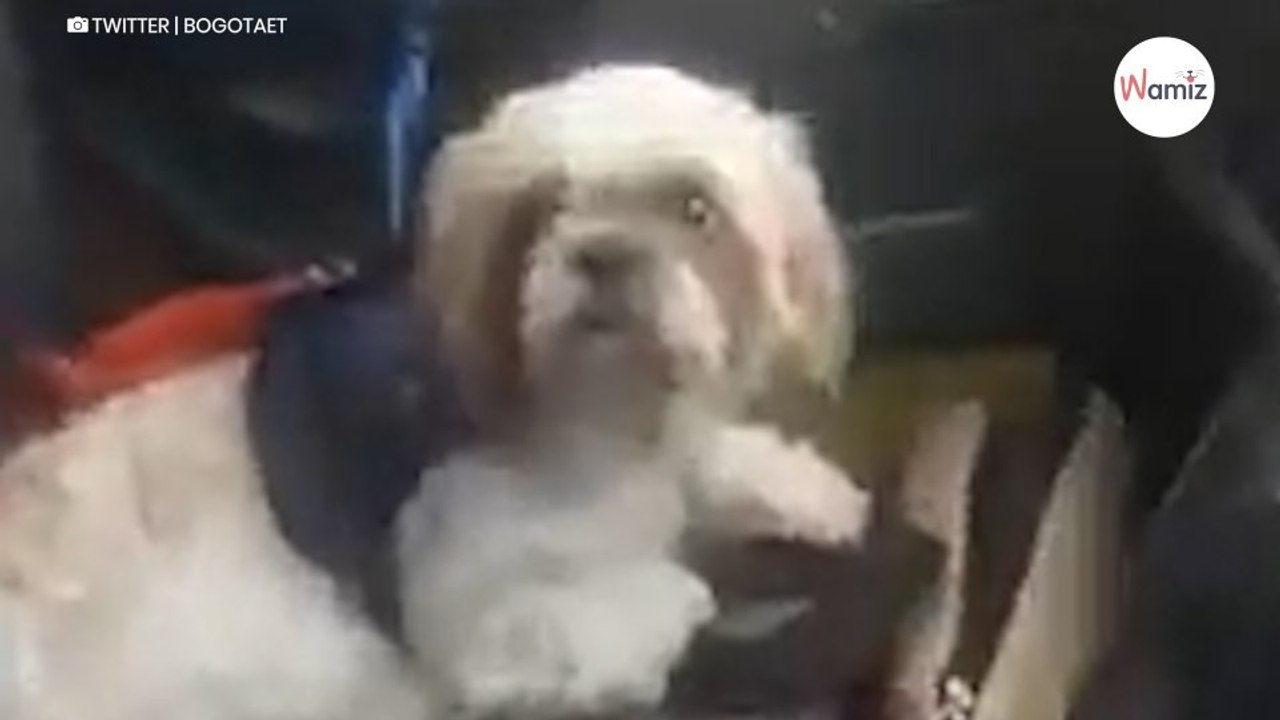 Hündchen im Taxi vergessen: Kurz darauf kommt der grausame Irrtum ans Licht (Video)