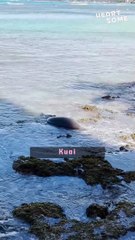 Motherly Love: Kauai Monk Seal Reunites with Pup ||  Heartsome 