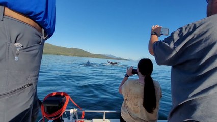 Watch These Graceful Whales Swim Beneath a Boat in This Breathtaking Encounter