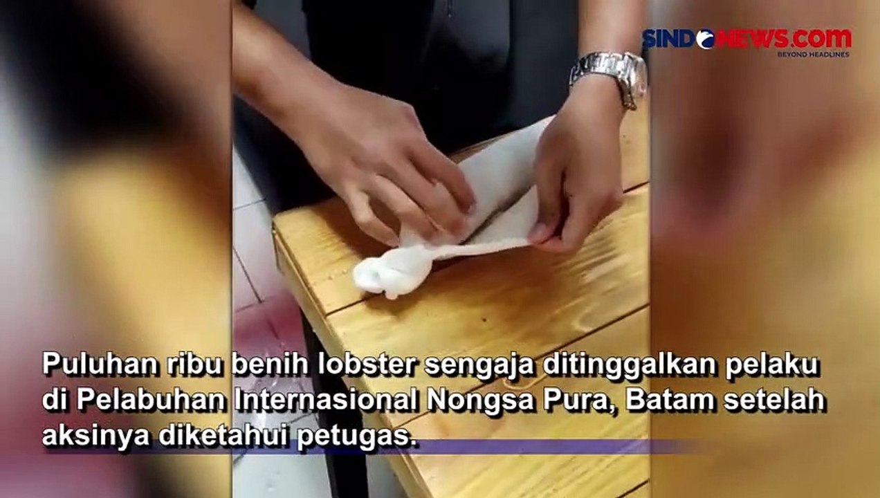 Penyelundupan Bibit Lobster Senilai Rp5,5 Miliar Digagalkan Bea Cukai Batam