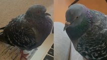 Girl Looks After Injured Friendly Pigeon After It Flies Into Her Home