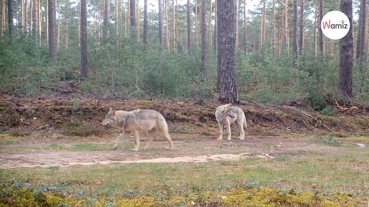 Wolf in Brandenburg gefilmt: Nach 12 Sekunden ist das Entsetzen groß (Video)
