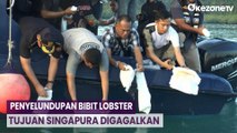 Aksinya Terbongkar, Pelaku Tinggalkan Bibit Lobster Senilai Rp5,5 Miliar di Pelabuhan Nongsa Batam