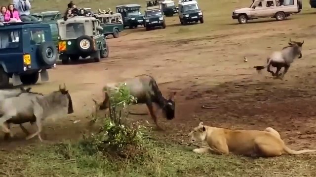 120/ kmph...cheetah chasing for her food #cheetah #chasing #running #speed #catch #wild #wildlife