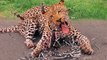 Lion And Leopard Goes Crazy Painful When Their Body Are Pierced By Thousands Of Hedgehog Quills