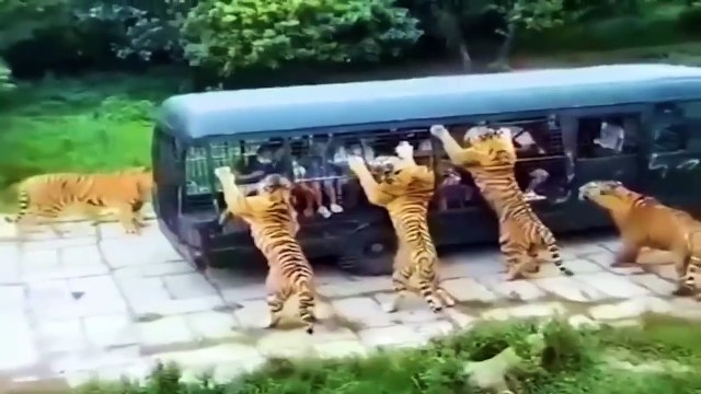 Tiger is mad the attacks car, people. Scary Scene When Crazy Tiger Attacks Tourists And Other Animal