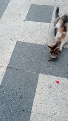 CAT VS LOCUST WHO WILL WIN - Cat Vs  WHO WINS? 