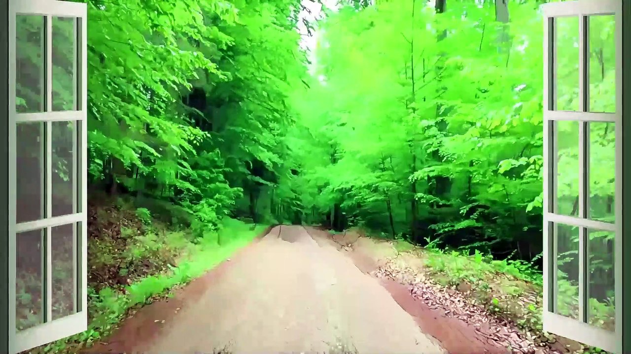 Forest Drive | 2 HOURS